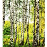 Vliesové fototapety březový les rozměr 225 cm x 250 cm - POSLEDNÍ KUSY