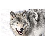Vliesové fototapety vlk rozměr 104 cm x 70,5 cm