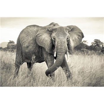 Vliesové fototapety slon rozměr 368 cm x 248 cm - POSLEDNÍ KUS