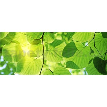 Vliesové fototapety zelené listy rozměr 375 cm x 150 cm - POSLEDNÍ KUSY