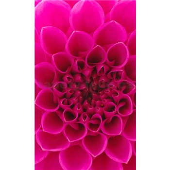 Vliesové fototapety růžové dahli rozměr 150 cm x 250 cm