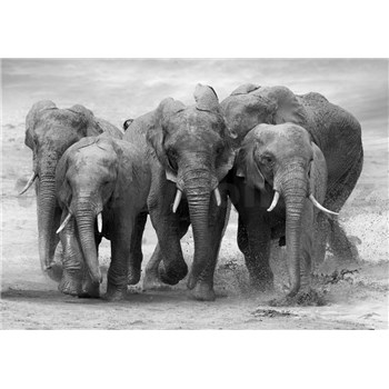 Vliesové fototapety stádo slonů rozměr 368 cm x 254 cm