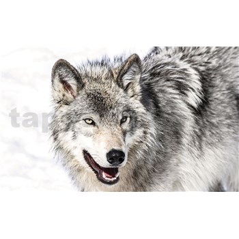 Fototapety vlk rozměr 254 cm x 184 cm