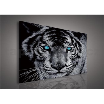 Obraz na plátně tygr tyrkysové oči 100 x 75 cm
