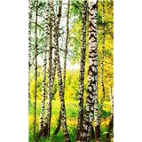 Vliesové fototapety březový les rozměr 150 cm x 250 cm - POSLEDNÍ KUSY