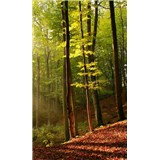 Vliesové fototapety les rozměr 150 cm x 250 cm - POSLEDNÍ KUSY
