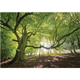 Vliesové fototapety listnatý les rozměr 368 cm x 254 cm