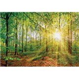 Vliesové fototapety paprsky slunce v lese rozměr 368 cm x 254 cm