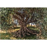 Fototapety Olivový strom rozměr 368 cm x 254 cm